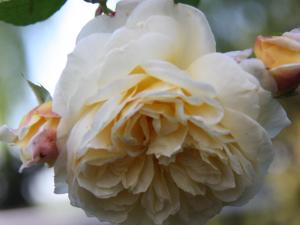 Ferienwohnungen Pano