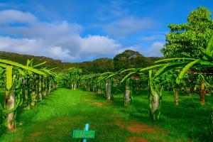 Greenheart Garden View Camp Phuket