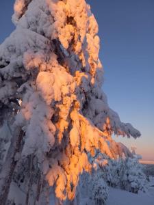 Arctic Willamo Studio- Rovaniemi