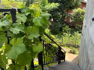 The Poom Garden Khao Yai