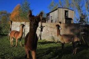 Tiny house, sauna hot tub Gesves Namur Ardennes