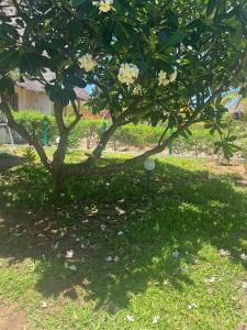 The Foxy Nests of Karibuni - Villa 184 & 145