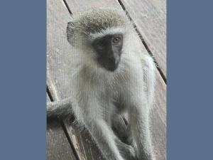 Kruger Boutique Backpackers