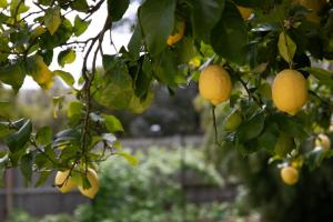 Bonnie Belle, Norwood