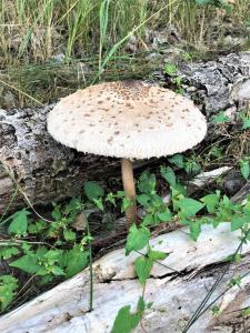 Pommernhof am Stettiner Haff
