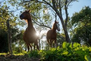 Horse Whispering Ranch apartma