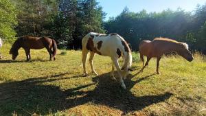 Horse Whispering Ranch apartma