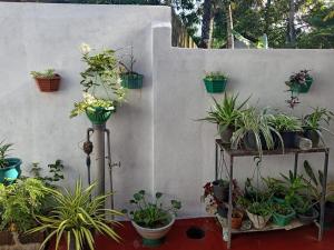 Coco One Holiday Inn