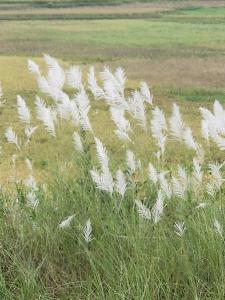 Ruộng Cafe & Homestay