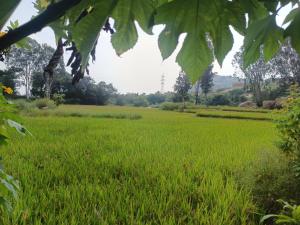 Rambo homestay hampi