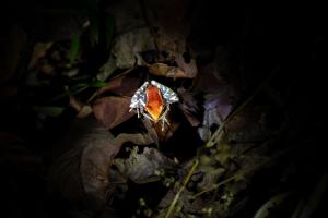 Avadale Dandeli - Heritage River Resort - Stag Groups Not Allowed