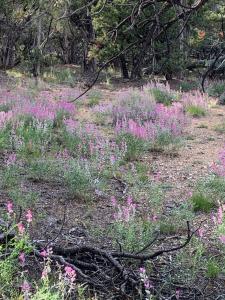 Cozy Bell Tents Excellent for a Glamping Experience and Hiking in Duchesne, Utah