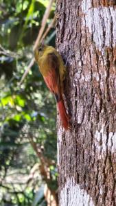 Vila Carmen Imperial