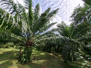 Little Blue House 2- AoNang