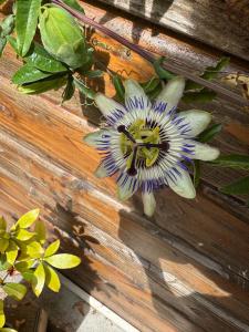 Charming 2 bedroom house beautiful garden and patio