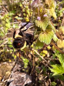 Creekside Glamping Heaven with Comfy Interior in Cosby, Tennessee