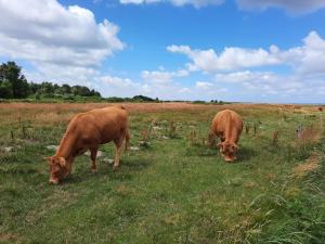 6 person holiday home in Højslev-By Traum