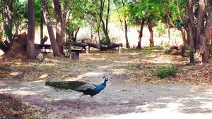 Pelican View Cottages