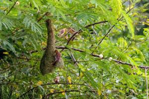 Bhoomi Organics Farmstay