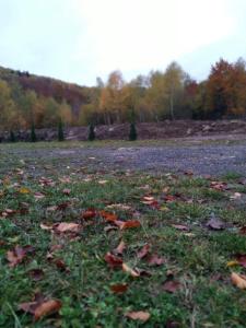 соколів камінь