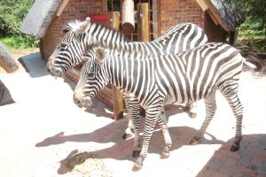 Big Tuskers Bush Camp