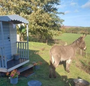 Delightful cosy shepherds hut at Victorian Station
