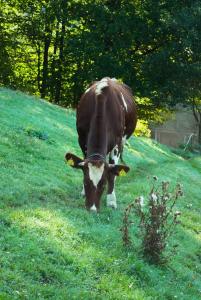 U TKOCZA Agroturystyka