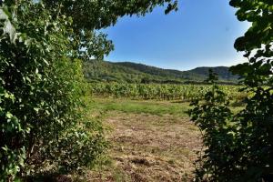 Maison en pierre rénovée avec jardin et piscine privative chauffée
