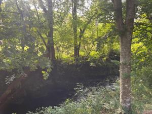 AfonCoed - A cozy, quiet stay by the river