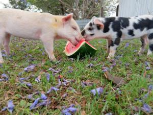 Maison de Lavande Farmstay