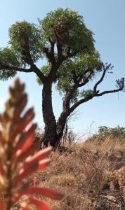 Azalea Guest Farm Cottage Pet Friendly