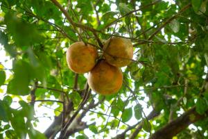 Rustic Tropical Retreat with Pool & Garden Ojochal