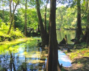 Cozy Cabin Rental on the Santa Fe River near High Springs, Florida