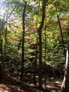Fabulous Tiny House Surrounded by Forest in Norwich, Connecticut