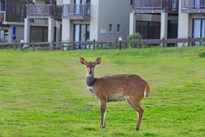 Brenton Haven Beachfront Resort