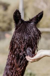 8 Paddocks Cottage, Cowaramup, Margaret River Region