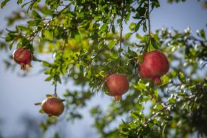 Panoramic Villa among the Vineyards of Frascati