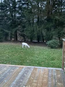 Cabin within walking distance of Västersjön