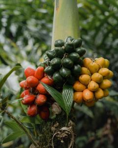 Finca Renacer - Jungle Lodges