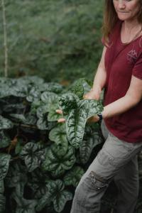 Finca Renacer - Jungle Lodges