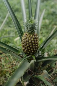 Finca Renacer - Jungle Lodges