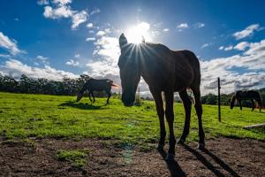The Hitching Rail Hut - Romantic, Rural, Horses