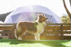 SPRINGS VILLAGE Ashigara Tanzawa Onsen Resort & Gl - Vacation STAY 41913v