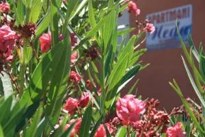 Apartments Neda - Kampor