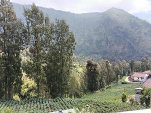 Pulmo Guesthouse Bromo