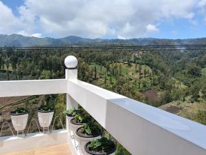 Pulmo Guesthouse Bromo