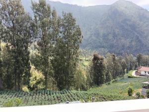 Pulmo Guesthouse Bromo
