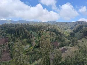 Pulmo Guesthouse Bromo