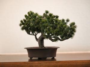 ラフィーネハイツ 103