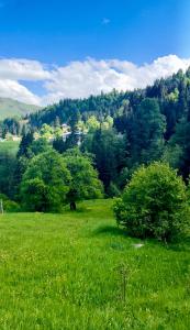 Snow Forest ԲԱԿՈՒՐԻԱՆԻ-ბაკურიანი-BAKURIANI